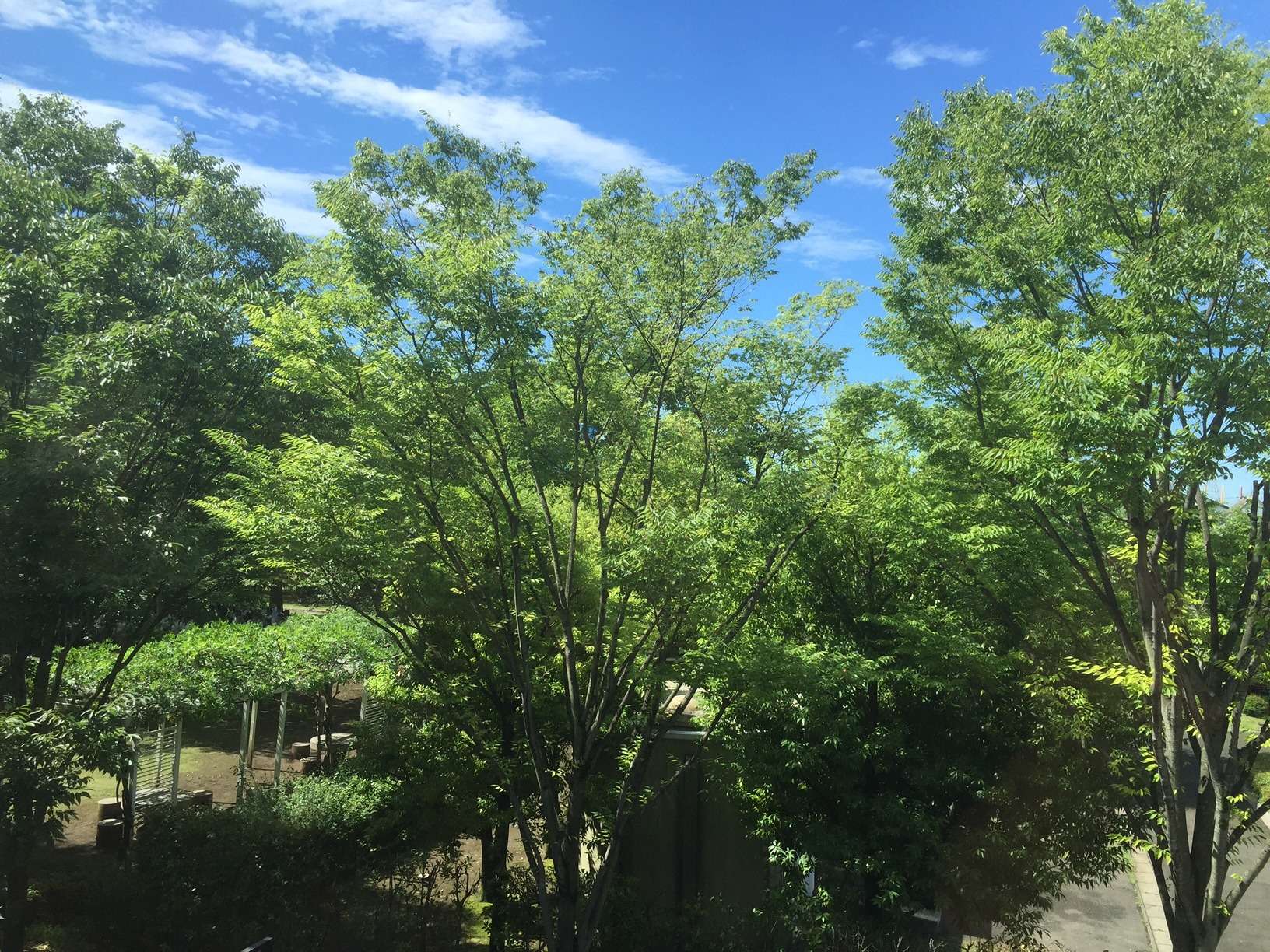 店内から新緑の木々をのぞむ